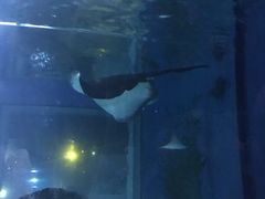 -暹罗海洋世界