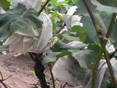 -马陆小张葡萄园农家乐