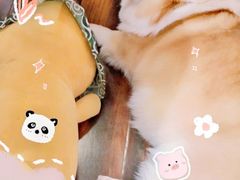 -豆柴町-柴犬主题狗咖(红鼎国际C座店)