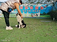 -宠物寄养训练学校