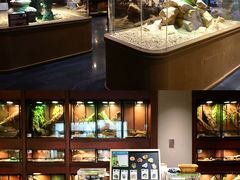 -帕帕拉兹宠物(亚洲旗舰店)