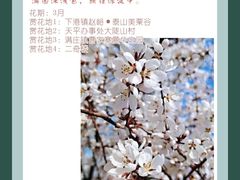 -泰山花样年华景区