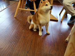 -豆柴町-柴犬主题狗咖(红鼎国际C座店)