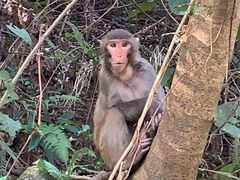 -梧桐山风景名胜区