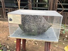 -呀路古热带植物园