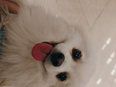 -帕帕拉兹宠物(亚洲旗舰店)