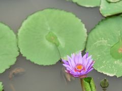 -东莞植物园