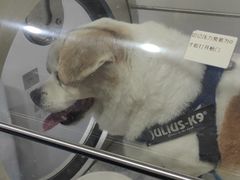 -博特宠物医院24h犬猫全科.骨科·异宠