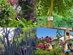 -呀路古热带植物园