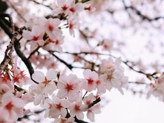 -鸡鸣寺
