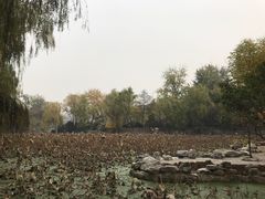 -莲湖公园