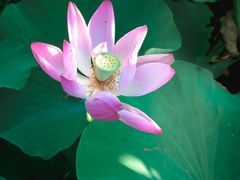 -羊亭河湿地公园