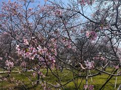 -天适樱花悠乐园
