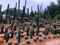 -深圳仙湖植物园