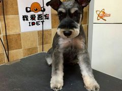 -我爱吾宠宠物美容院(朝阳路店)