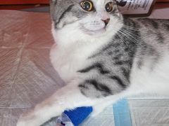 -瑞派福兴宠物医院犬猫全科·骨科·中西医结合(河东店)