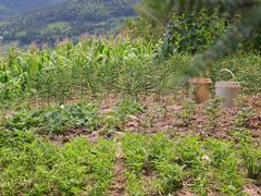 -紫鹊界梯田景区