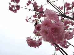 -天适樱花悠乐园