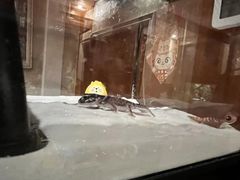 -酷以爬仙阁实体爬宠店·守宫·蜥蜴·专业繁育