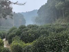 -宋宴(虎跑店)