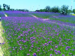 -西京湾花海
