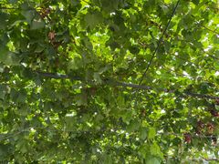 -金谷域澳洲庄园