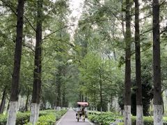 -合肥滨湖国家森林公园