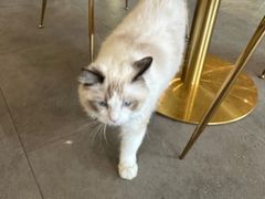-飞行喵MR PILOT|猫舍·猫咖(静安大融城店)