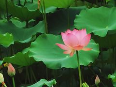 -荔湾湖公园