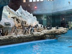 -帝企鹅自助餐厅•儿童岛•真企鹅(长隆企鹅酒店)