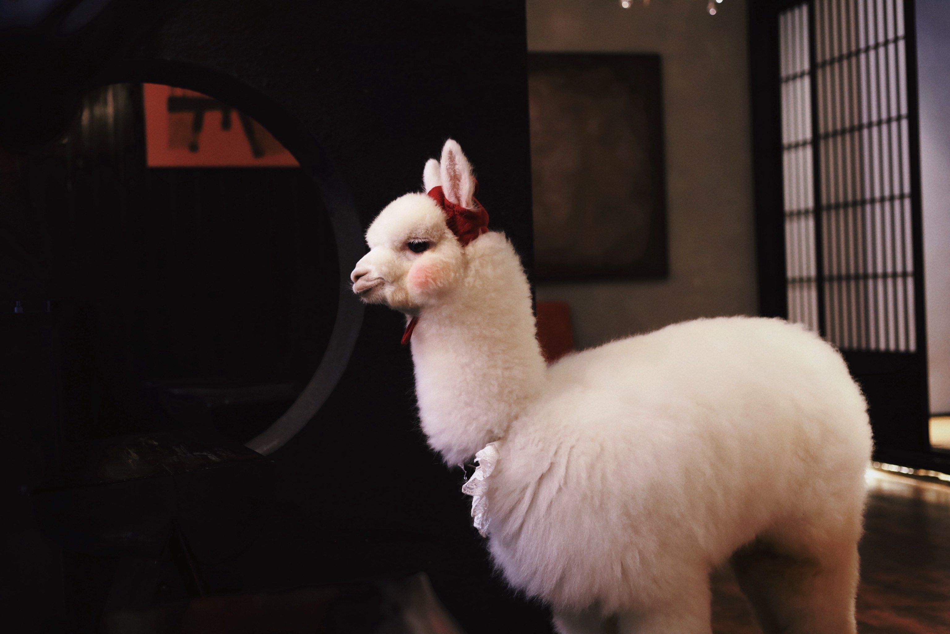 这个羊驼🦙太美啦