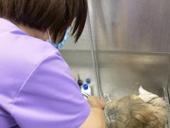 -北京观赏动物医院·24小时大型综合·猫专科·异宠专科