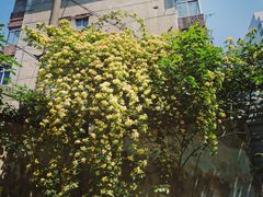 -吴家馄饨