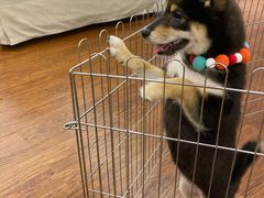 -豆柴町-柴犬主题狗咖(红鼎国际C座店)