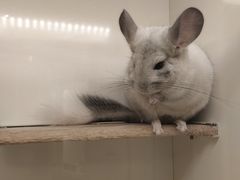 -龙猫仔乐园(惠福东路店)