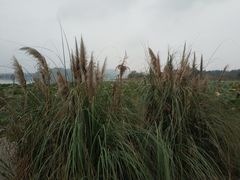 -东湖落雁景区