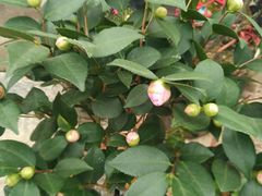 -龙大花卉苗木市场