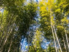 -青龙山国家森林公园