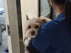 -申普宠物医院·心脏介入·心血管微创(总院)