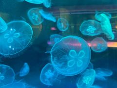 -左海海底世界