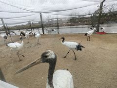 -盐城丹顶鹤湿地生态旅游区