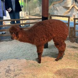 -Zoolung Zoolung动物主题公园(海信广场店)