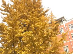 -四川大学(望江校区)