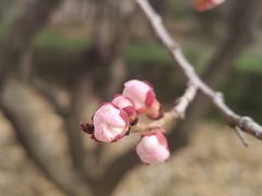-洛阳市隋唐城遗址植物园