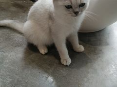 -瞄一喵猫咖(格力海岸店)