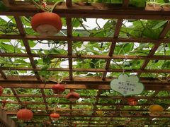 -东南花都花博园