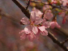 -天适樱花悠乐园
