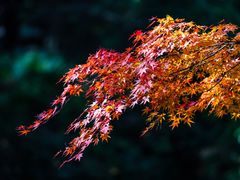 -秋霞圃