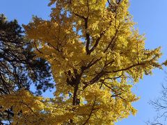 -北京上方山国家森林公园