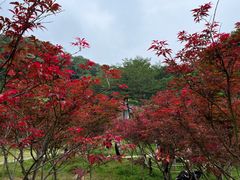-广州市帽峰山景区